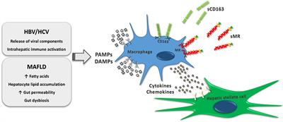 Macrophage Activation Markers, Soluble CD163 and Mannose Receptor, in Liver Fibrosis